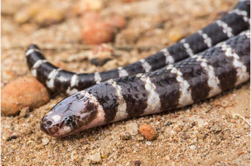 University researchers discover new species of venomous snake