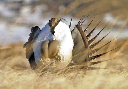 US to ease oil drilling controls protecting imperiled bird
