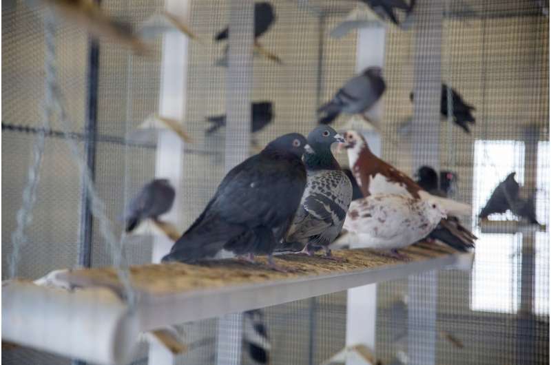 Variations of a single gene drive diverse pigeon feather patterns