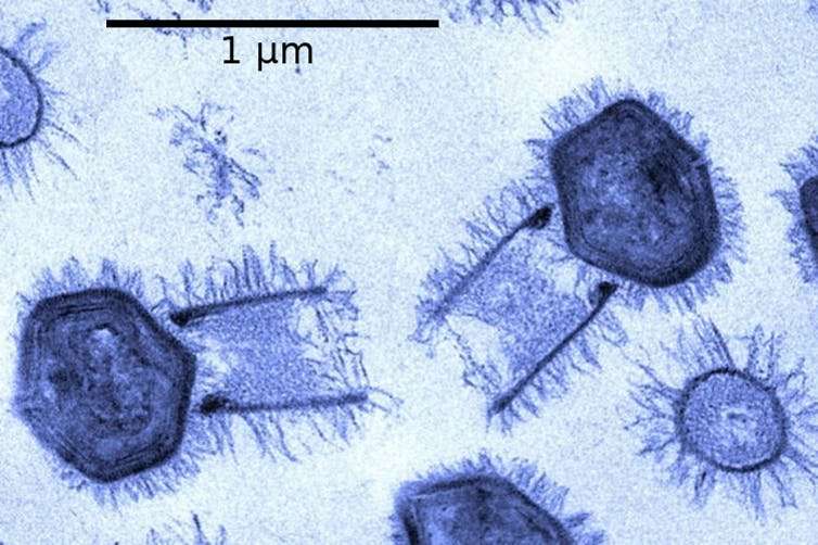 Viruses can cause global pandemics, but where did the first virus come from?