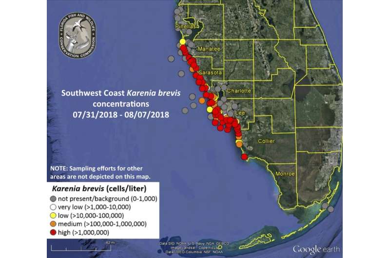 What is causing Florida's algae crisis?