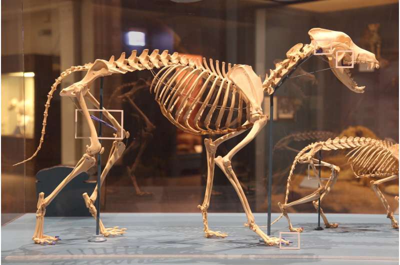 When mammal ancestors evolved flexible shoulders, their backbones changed too