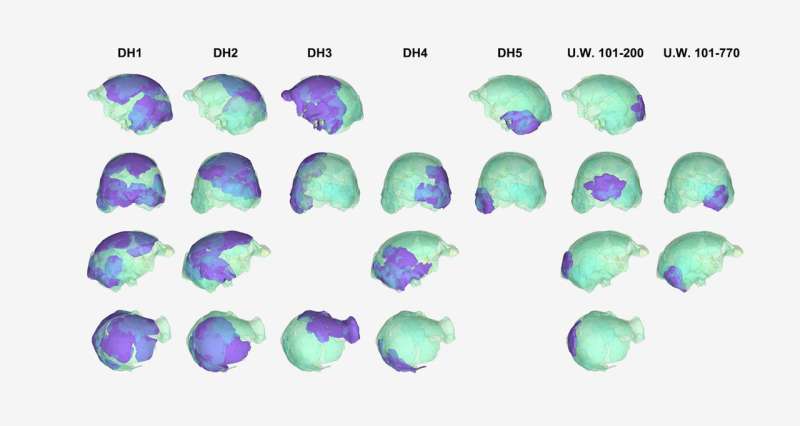 Where hominid brains are concerned, size doesn't matter