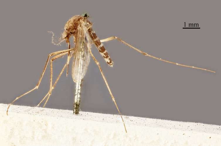 Why naming all our mosquitoes is important for fighting disease