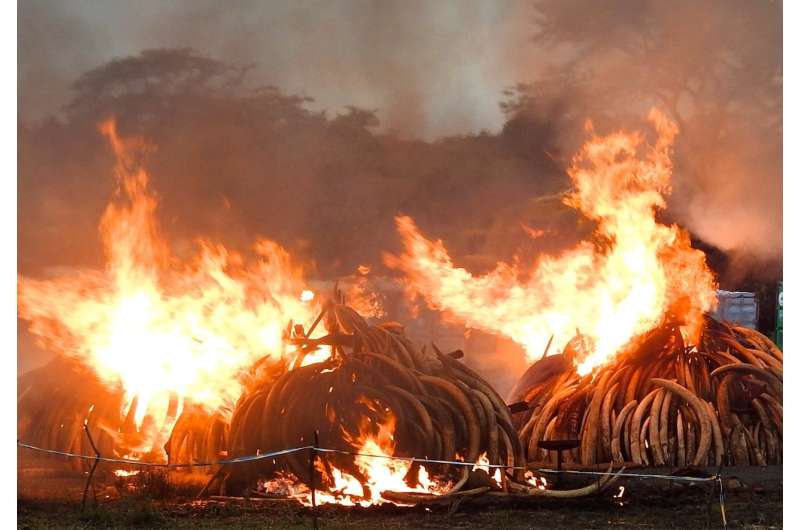 World's largest ivory burn delivered a strong message -- but who received it?