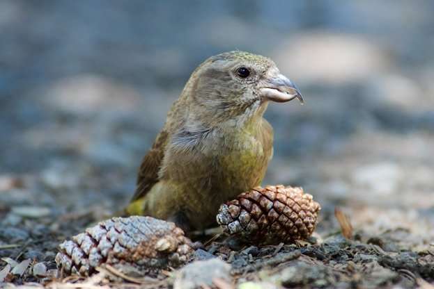 Newly discovered crossbill species numbers few
