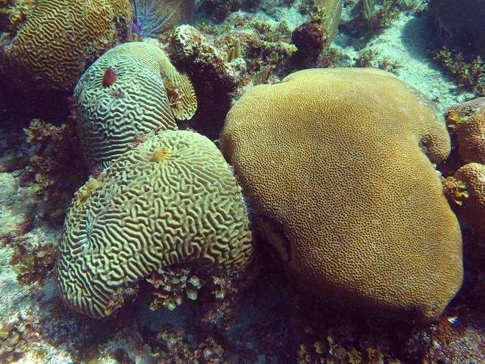 New study shows Florida Keys' corals are growing but have become more porous
