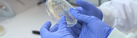 Scientists create world-first antimicrobial medical gloves