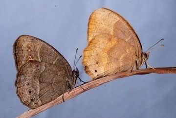 Scientists use CRISPR to tweak butterfly wing color, change wing scale surface structure