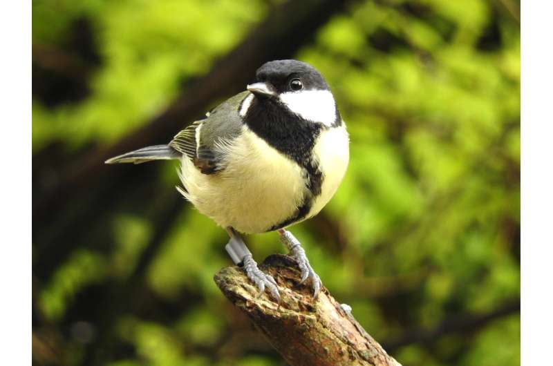 University of Oxford: Bold male birds fall faster and harder for their partners