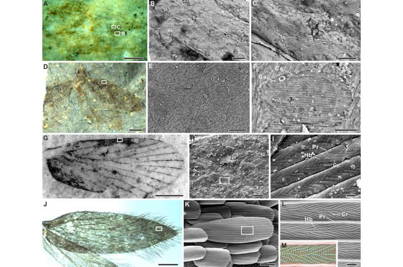 200-million-year-old insect color revealed by fossil scales