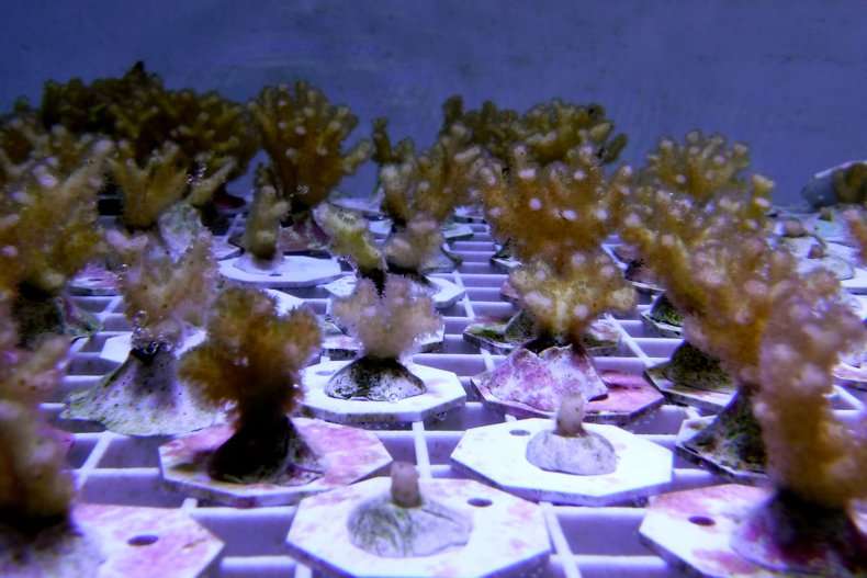 New study finds unique immunity genes in one widespread coral species