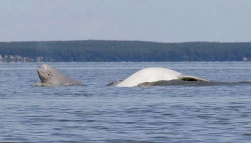 Research shows diet shift of beluga whales in Alaska inlet