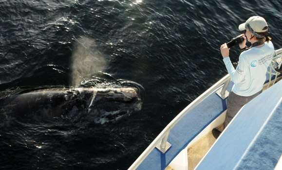 Unprecedented experiment with Canadian military provides new insights on right whales