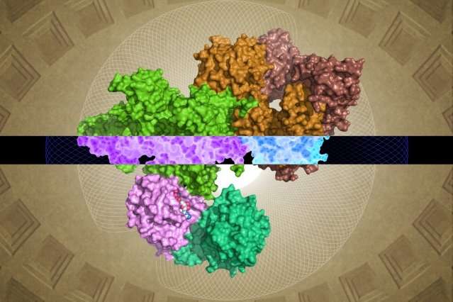 Researchers identify molecular structure of the GATOR1 protein complex that regulates cellular growth signals