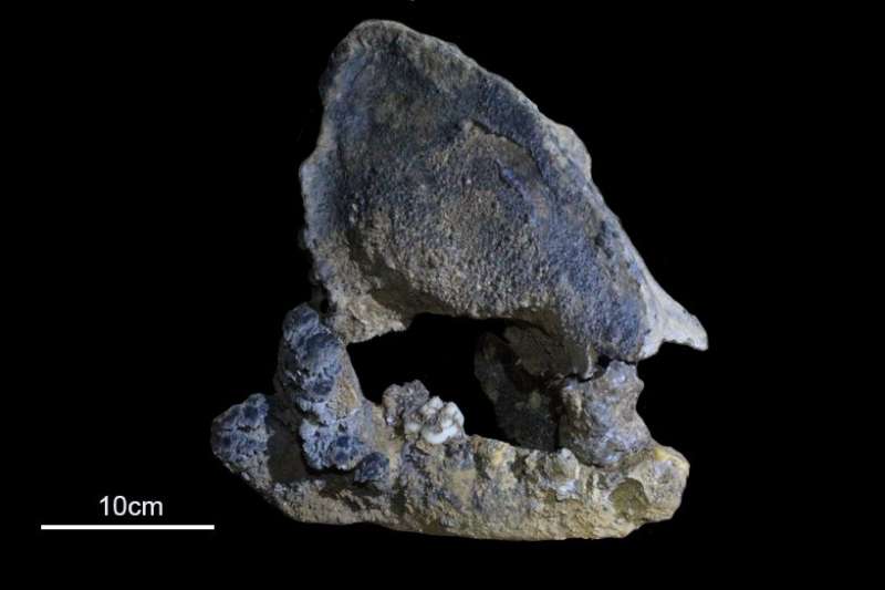 22,000-year-old panda from cave in Southern China belongs to distinct, long-lost lineage