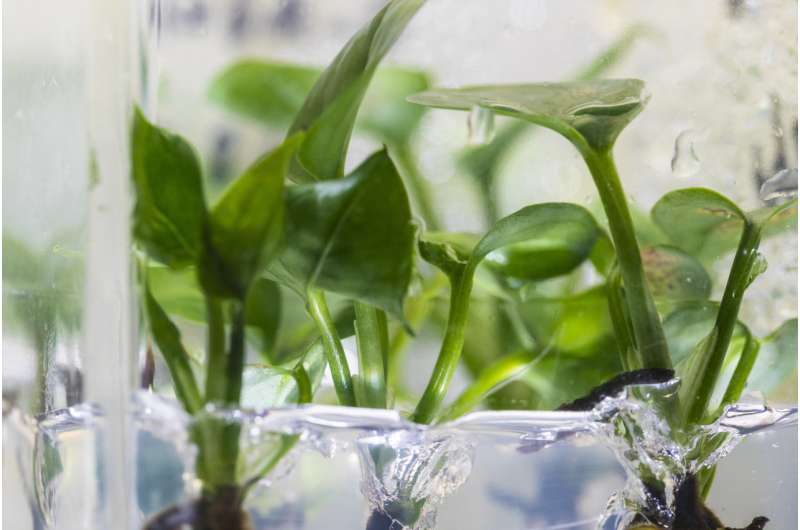 Researchers develop a new houseplant that can clean your home's air