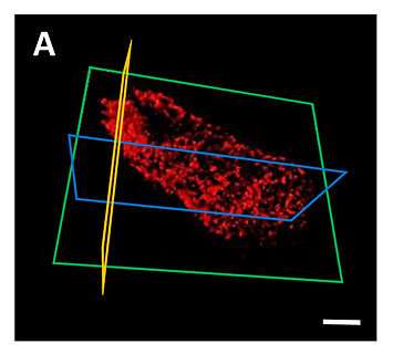 Scientists produce 3-D chemical maps of single bacteria