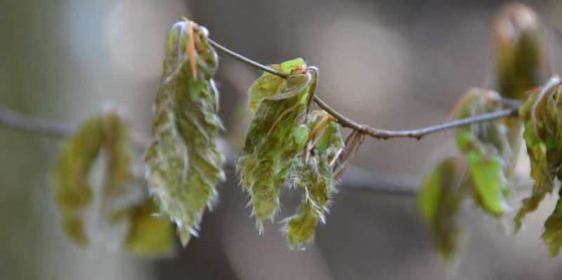 Global warming increases risk of frost damage to trees
