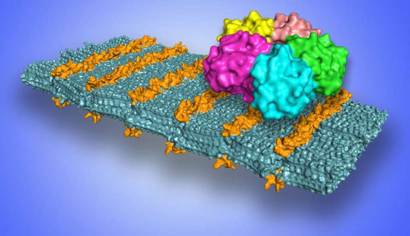 Scientists develop sugar-coated nanosheets to selectively target pathogens