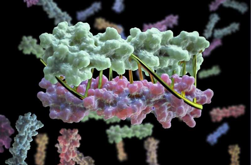Scientists program proteins to pair exactly