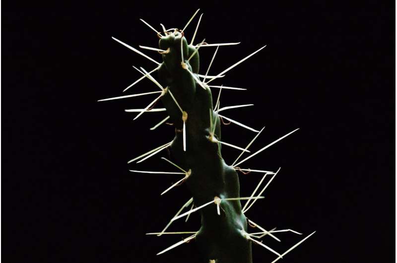 Scientists study puncture performance of cactus spines