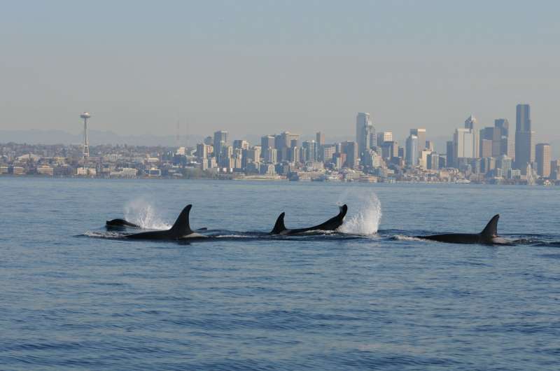 Researchers use 'environmental DNA' to identify killer whales in Puget Sound