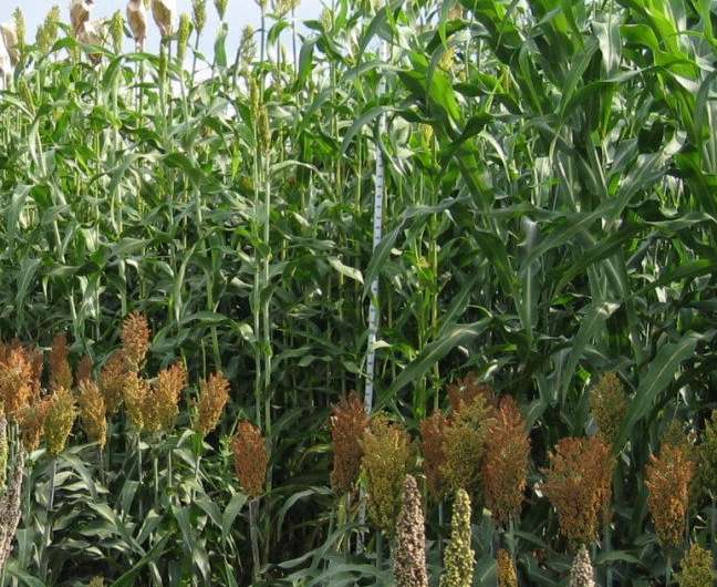 Scientists find ‘patterns in the noise’ that could help make more accurate crop performance predictions