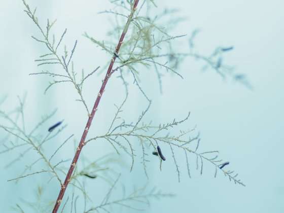 Researchers find that beetle odor could help tackle tamarisk