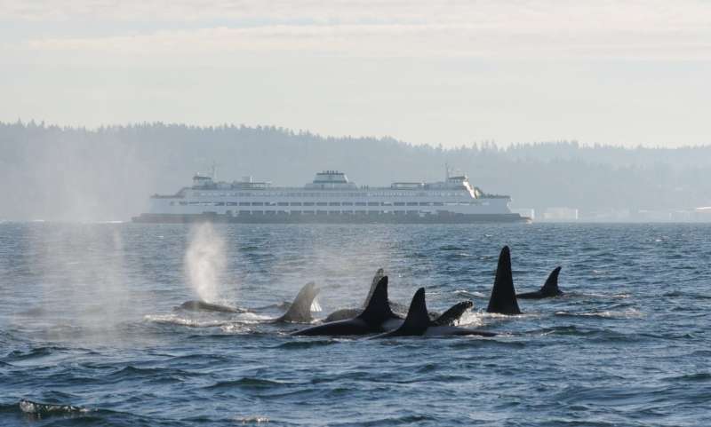 Researchers use 'environmental DNA' to identify killer whales in Puget Sound
