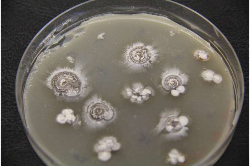 Scientists find potential disease-fighting 'warheads' hidden in bacteria