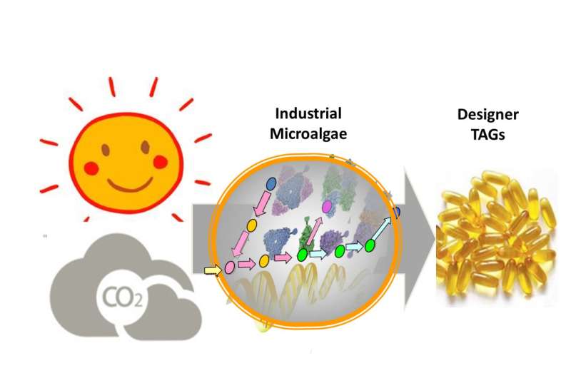 Scientists produce 'designer triacylglycerols' in industrial microalgae