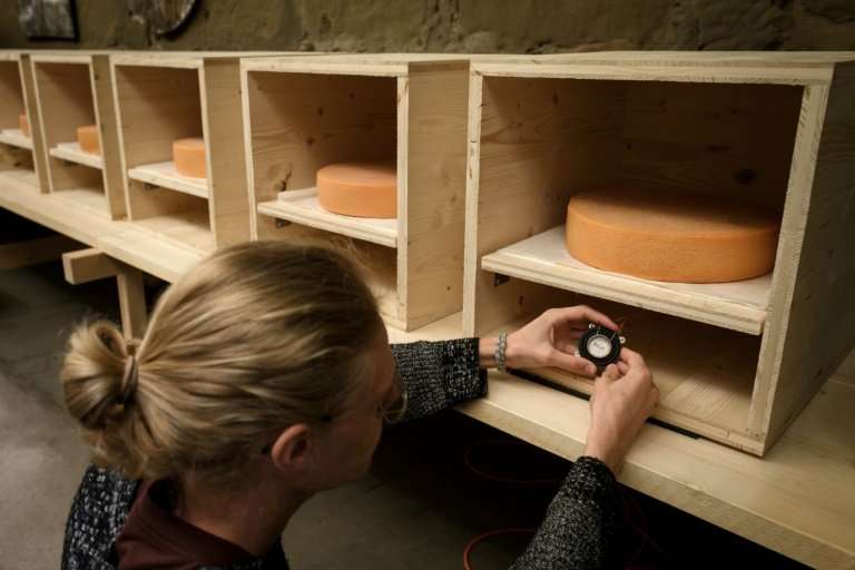 University of the Arts students, placing a small music speaker below   a wheel of Emmental, are helping with the experiment
