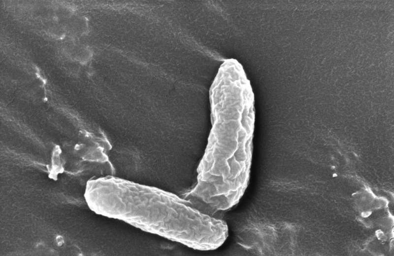 Newly discovered bacterium rids problematic pair of toxic groundwater contaminants