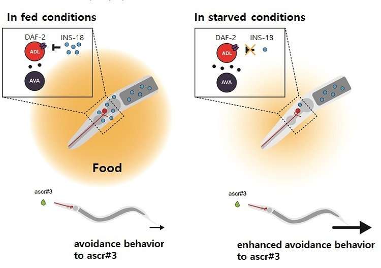 New study reveals the cause of sensory changes in starved state