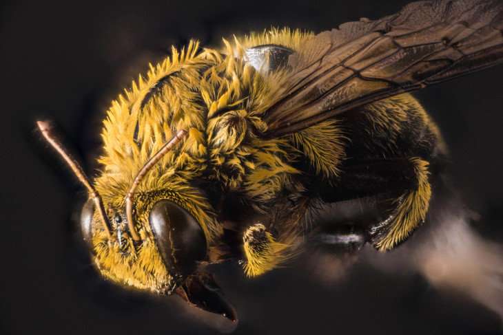 Scientists find evidence of 27 new viruses in bees