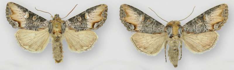 Newly discovered moth named Icarus sports a flame-shaped mark and prefers high elevations