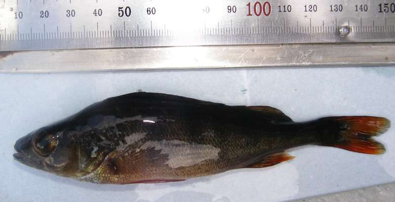 Researchers have assembled Eurasian perch genome