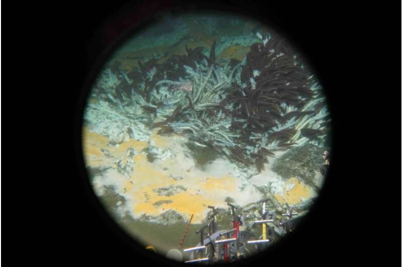 Newly discovered deep-sea microbes gobble greenhouse gases and perhaps oil spills, too