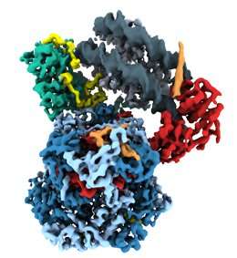 Study reveals the inner workings of a molecular motor that packs and unpacks DNA