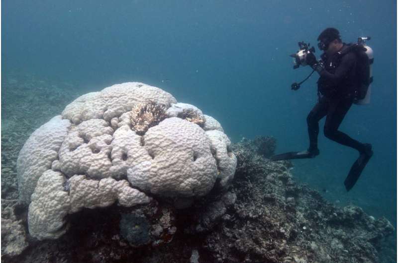 A glimmer of hope for the world's coral reefs