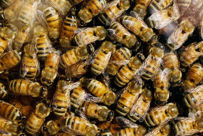 Agricultural fungicide attracts honey bees, study finds