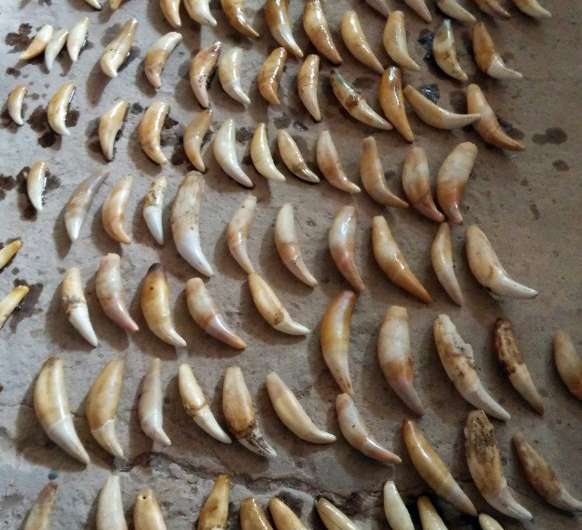 A handout photo showing jaguar teeth, 400 of which have been intercepted by Bolivian police as they were being sent to China by 