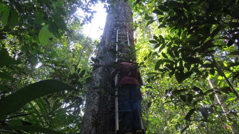 Amazon forests failing to keep up with climate change