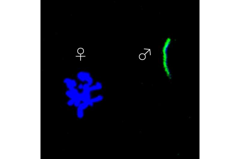 A protein that promotes compatibility between chromosomes after fertilization