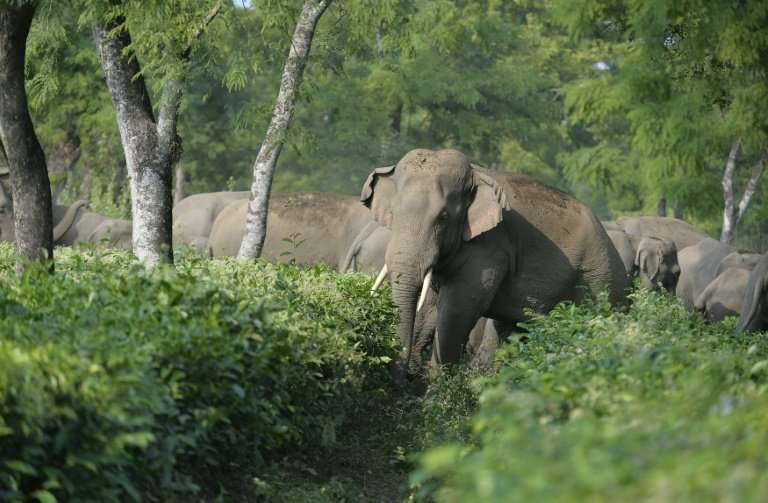 Asian elephants, found in India and Southeast Asia, are listed as an endangered species