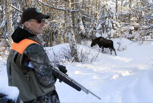 Biologists turn to citizens, DNA to count urban Alaska moose
