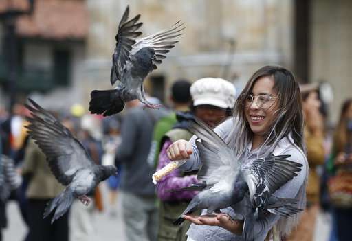 Bogota implores tourists to stop feeding pigeons