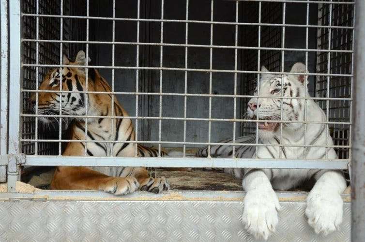 Captive breeding has a dark side – a disturbing Czech discovery of trafficked tiger body parts
