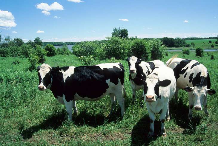 Challenges to developing sustainable animal agriculture in western Pennsylvania